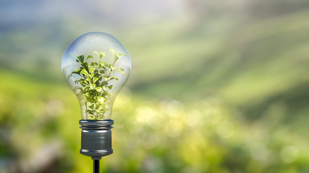 Light bulb with green plant sprout inside