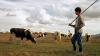 Image of cows grazing 