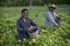 Female farmers are harvesting in a plantation in Sri Lanka.