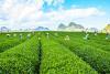 Farmers collecting green tea leaves in the tea hill of MocChau Highland, Vietnam 